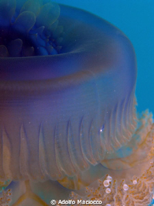 Cauliflower jellyfish details by Adolfo Maciocco 